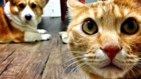 كوريا الجنوبية تقرر إجراء فحوصات كورونا على القطط والكلاب