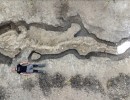 أحد أعظم اكتشافات علم الحفريات في بريطانيا: العثور على متحجرة لحيوان "تنين البحر"