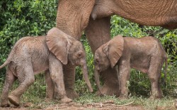 كينيا: ولادة توأم فيلة في حدث نادر للغاية وللمرة الأولى منذ 15 عاماً