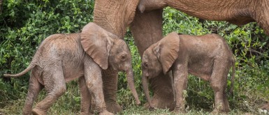 كينيا: ولادة توأم فيلة في حدث نادر للغاية وللمرة الأولى منذ 15 عاماً