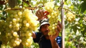 مزارعو العنب الفلسطينيون يشهدون انهيار السوق بسبب أزمة كورونا